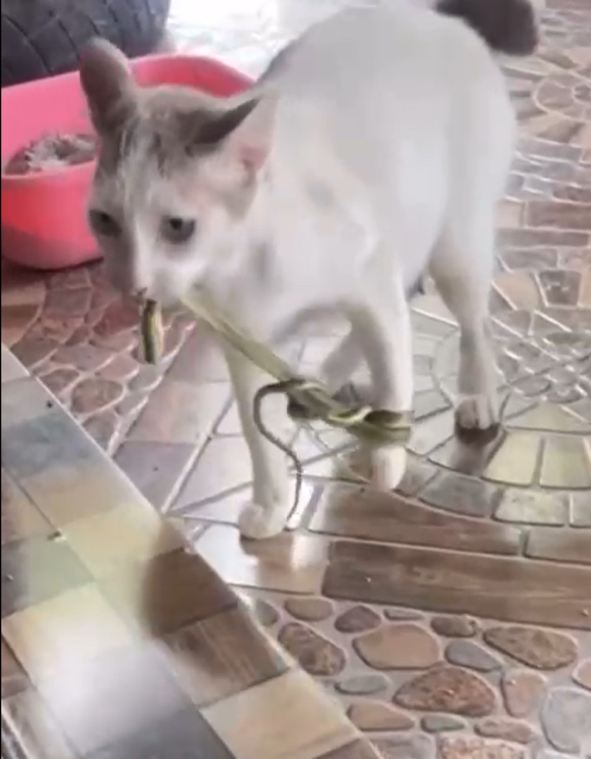 Gatinho viraliza ao ser flagrado com cobra enrolada na pata