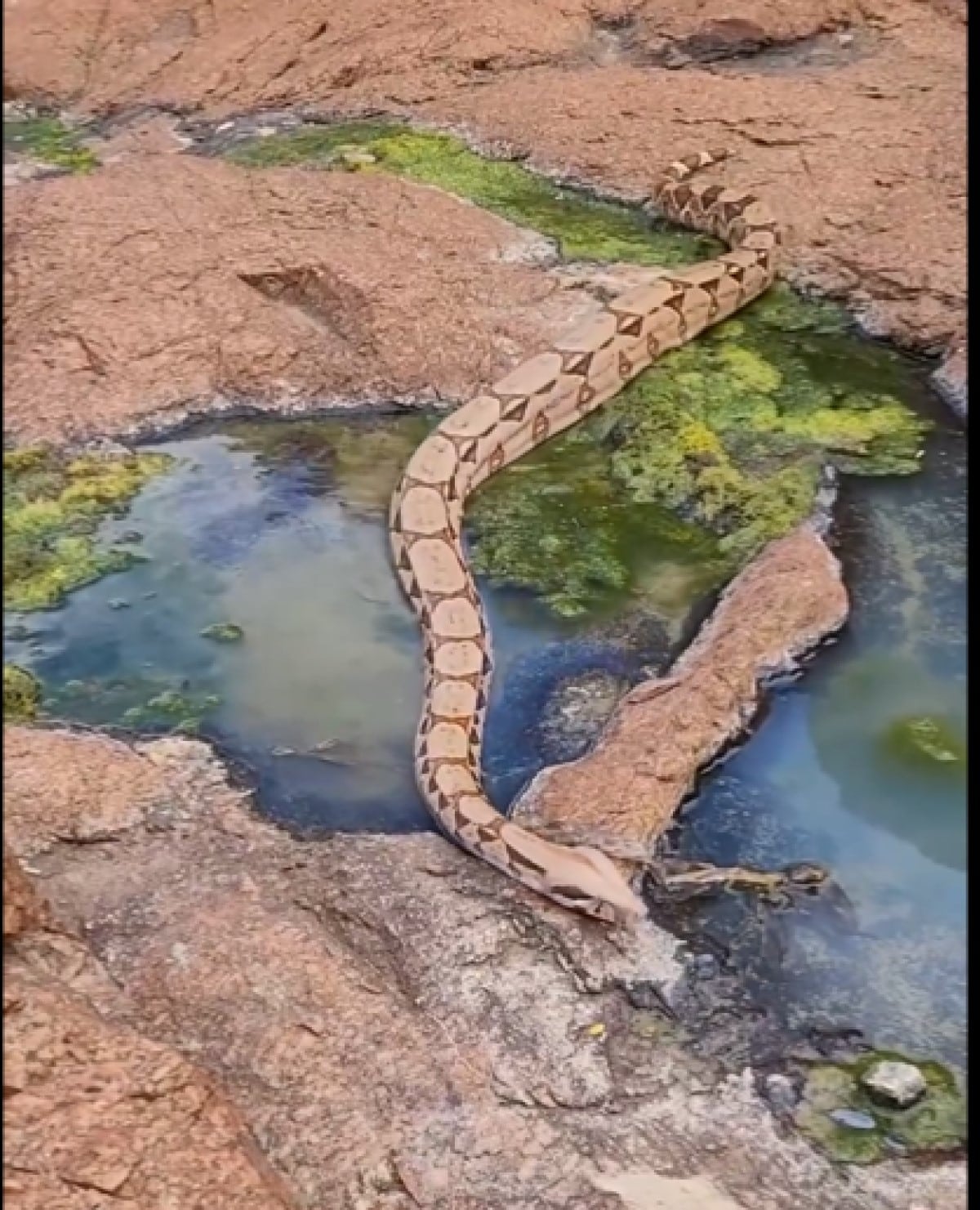 Rei das Serpentes, Haroldo Bauer, revela mistérios da cobra jiboia