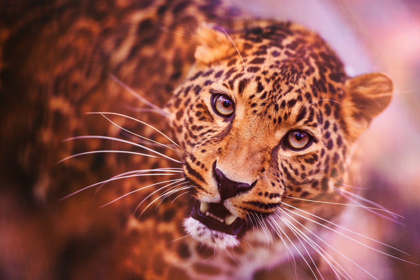 Câmeras registram filhotes de onça-pintada brincando sob o olhar atento da mãe no Pantanal