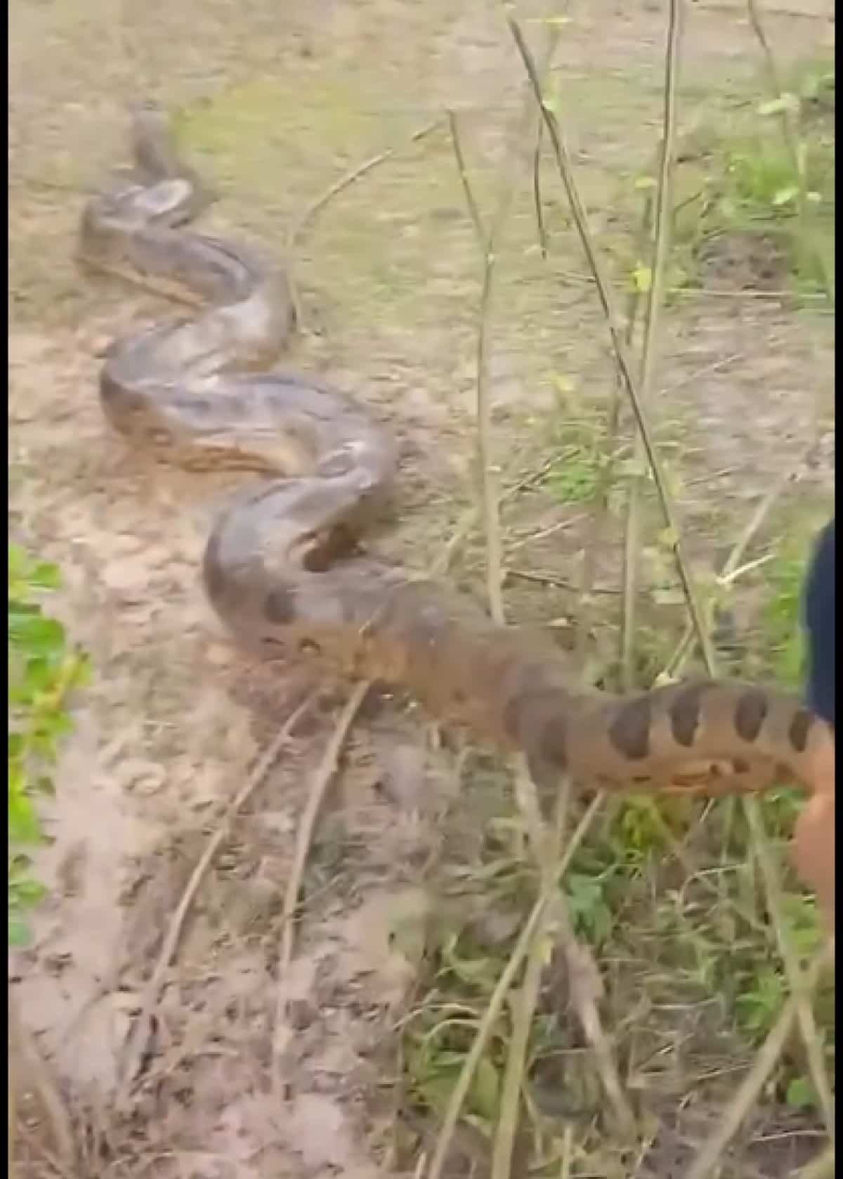 Veterinário salva doguinho de investida de sucuri gigante no interior do Pará