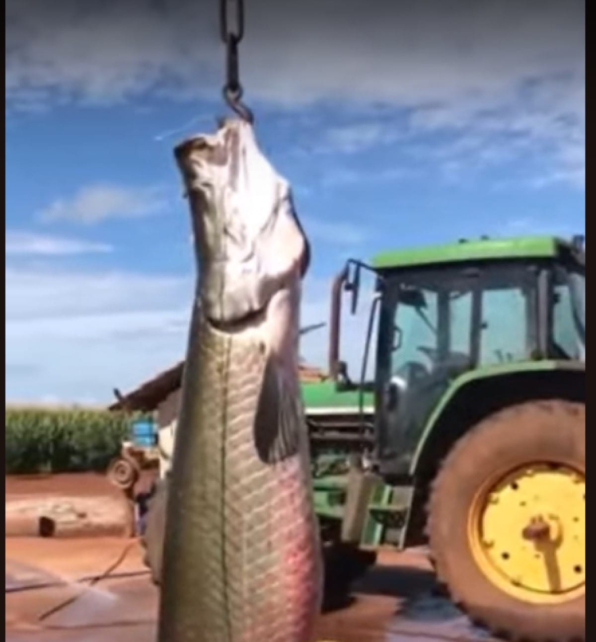 Pirarucu gigante é içado por trator; vídeo impressionante