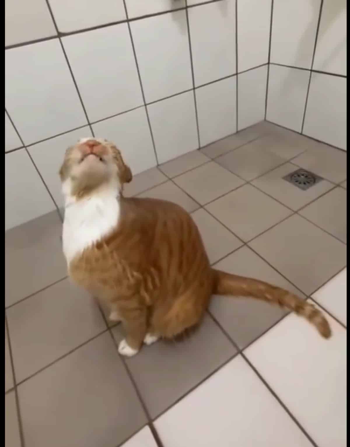 Gato relaxa durante banho de ducha e viraliza nas redes sociais