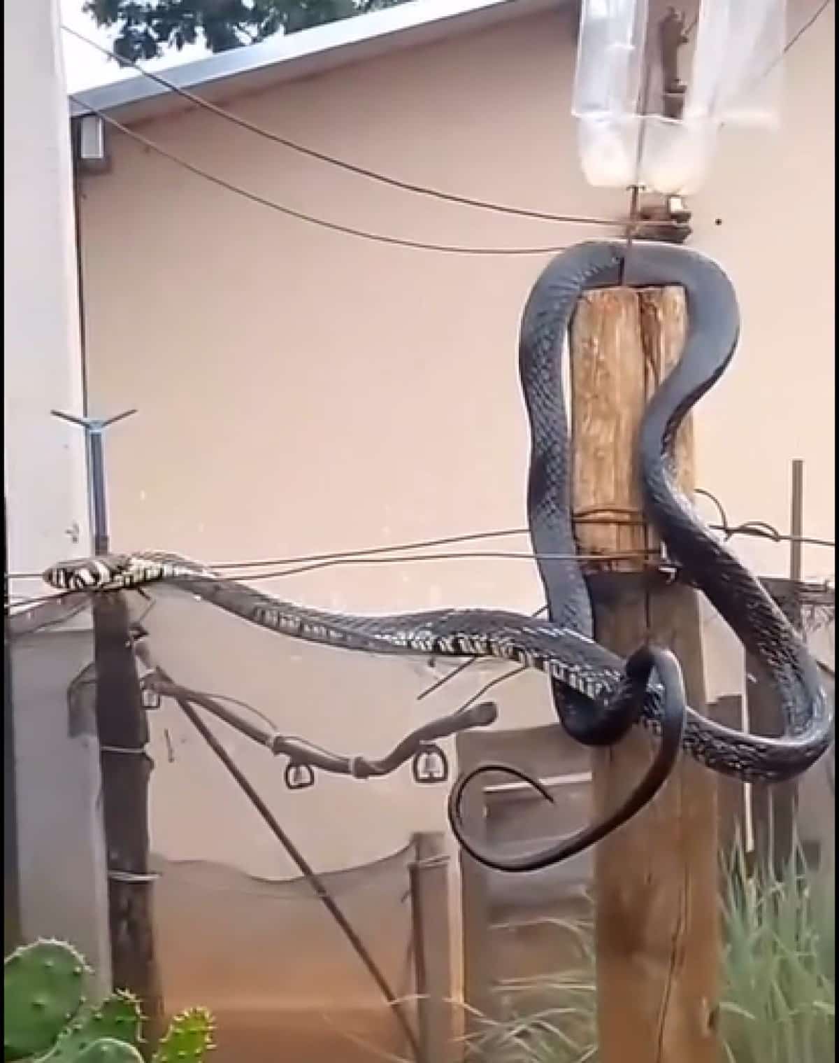 Caninana de coloração escura intriga moradores ao aparecer em cerca