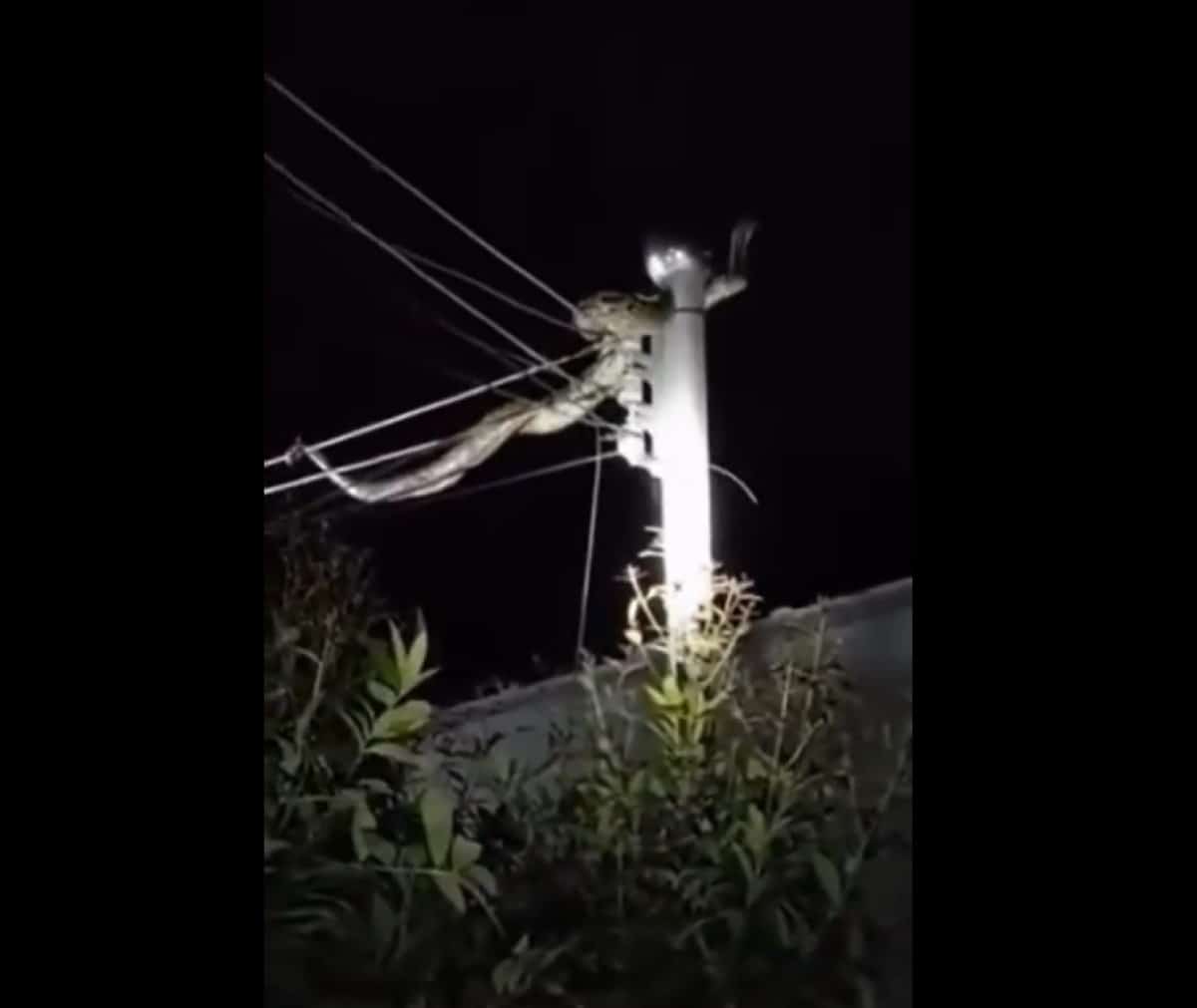 Jiboia gigante pendurada em fios de energia causa espanto em moradores