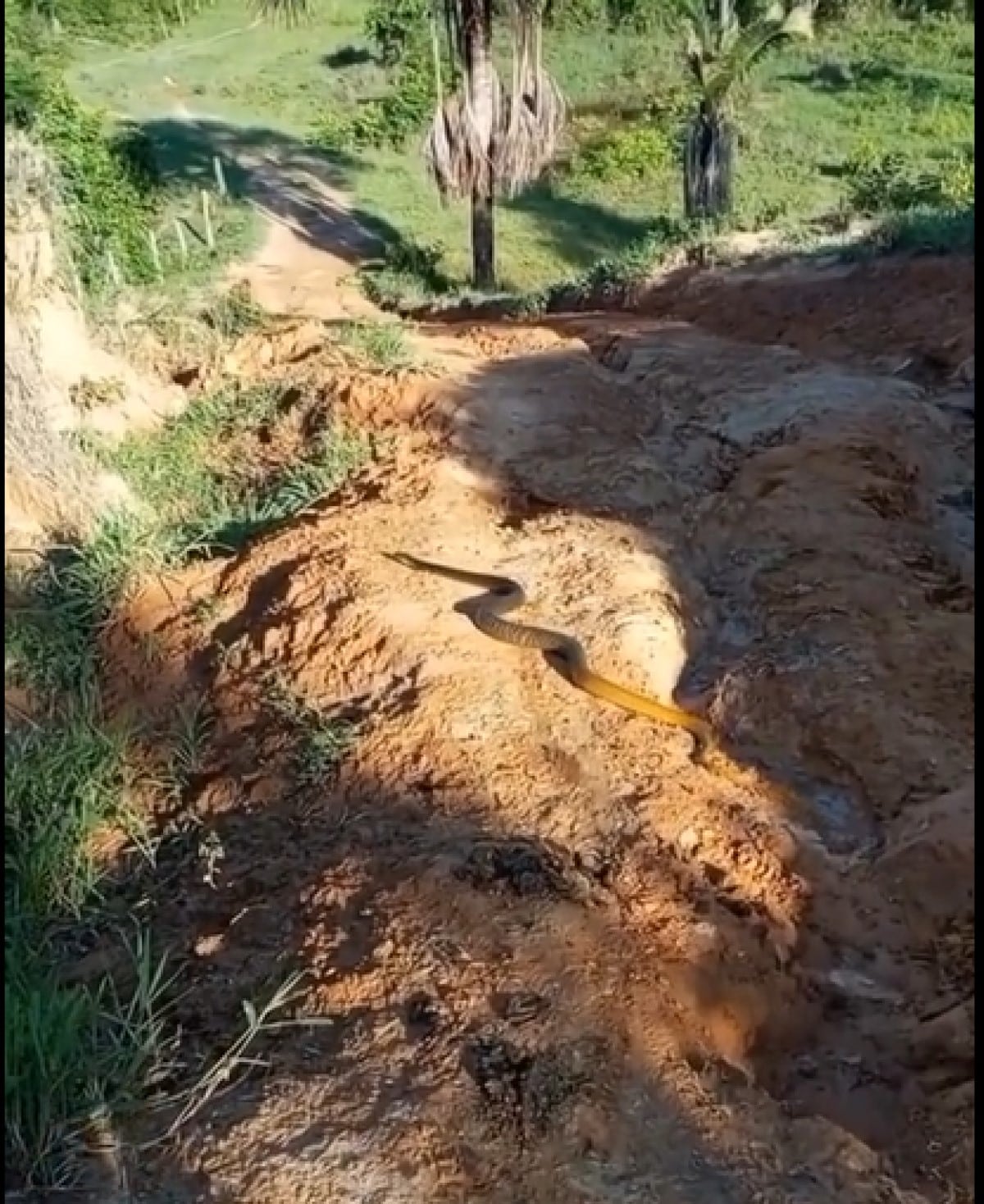 Cobra misteriosa: motociclista fica fascinado com o que vê