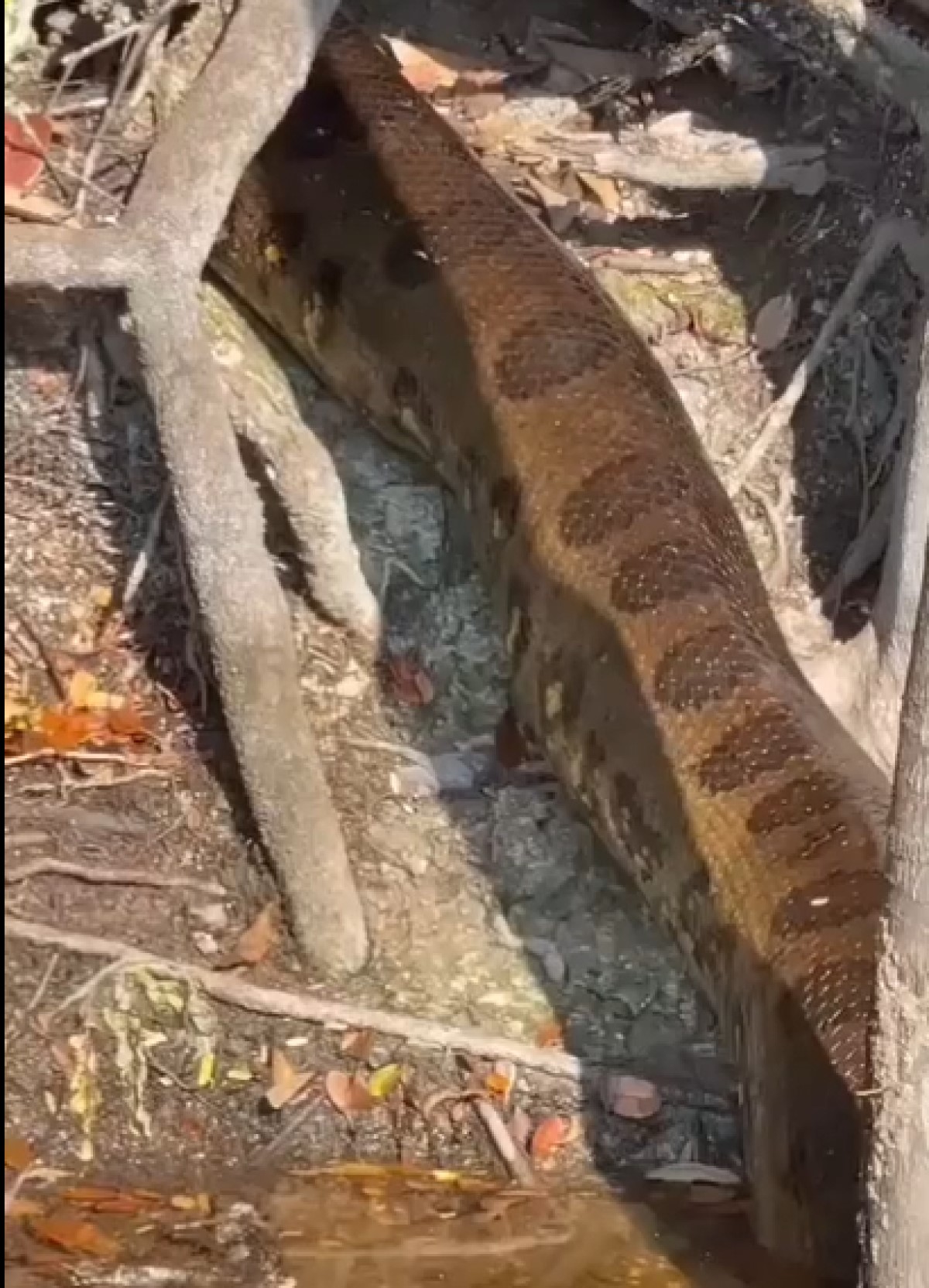 Sucuri é flagrada entrando em toca em igarapé; VÍDEO