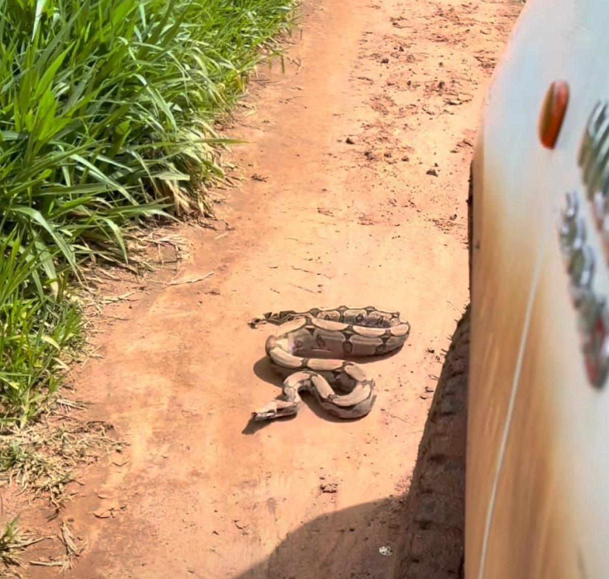 Engenheiro agrônomo se depara com jiboia brava em estrada rural de Colíder