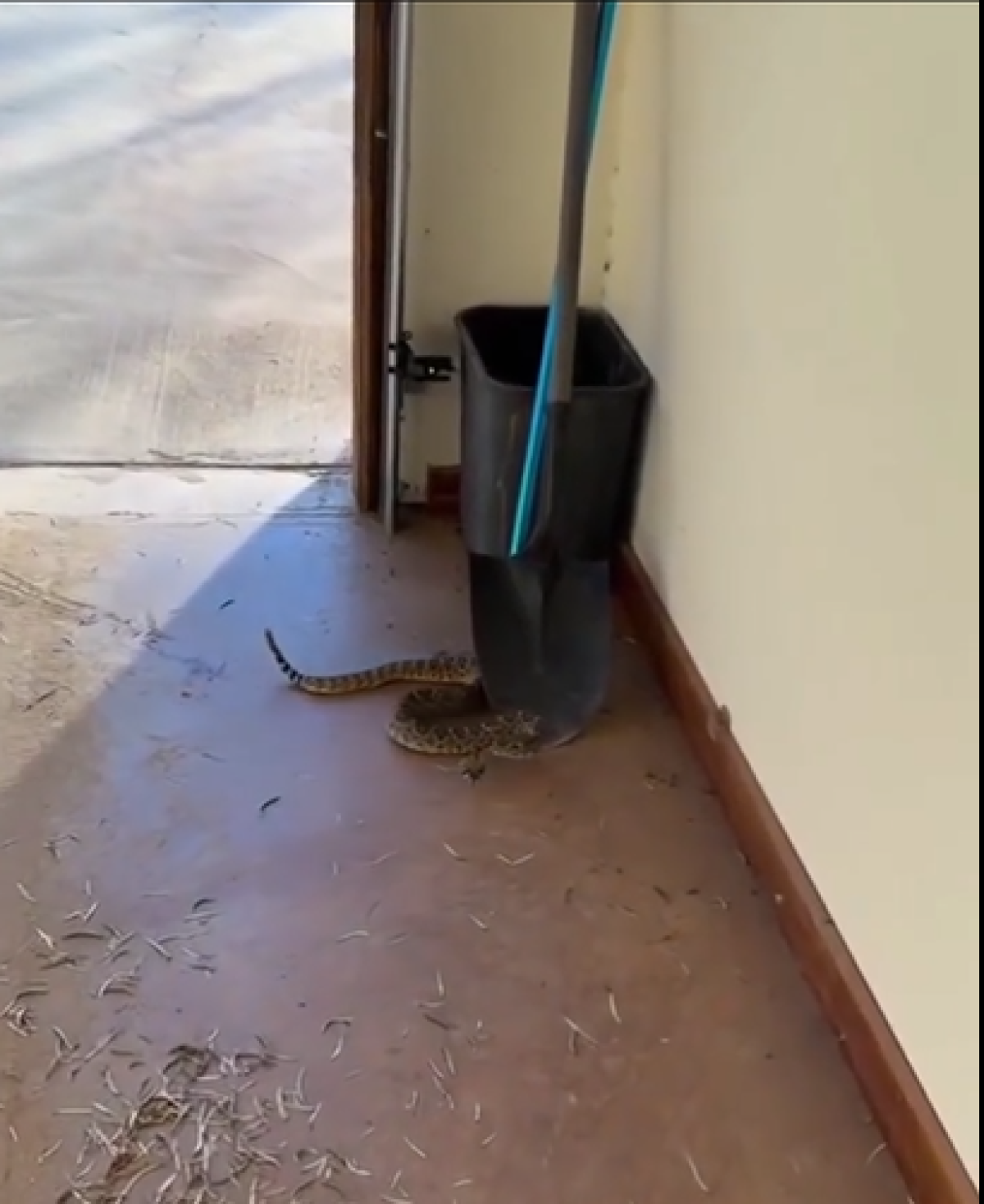 Cobra cascavel tenta entrar em casa para se refrescar do calor