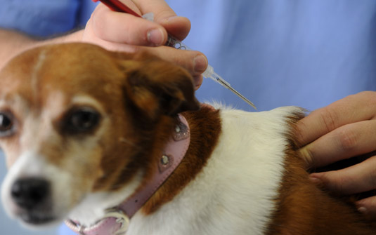 Sancionado projeto que obriga implantação de chips em animais doados ou vendidos em Lucas do Rio Verde