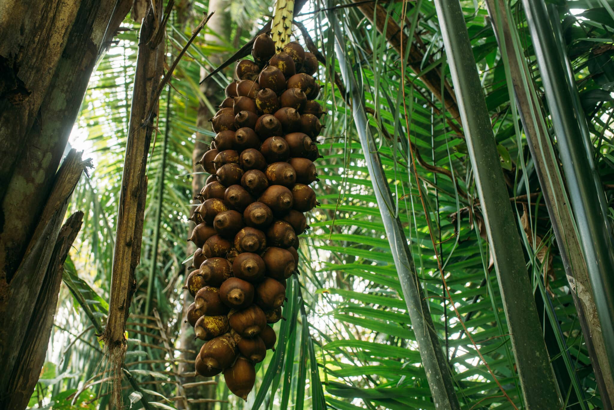 Quebradeiras de babaçu melhoram produção, mas convivem com ameaças