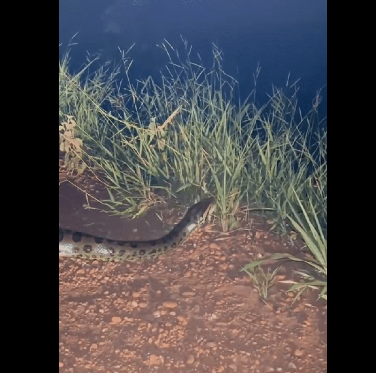 Sucuri atravessa estrada de terra durante a noite em Goiás