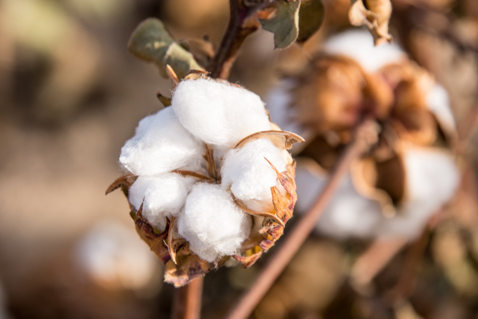 Produtores de algodão enfrentam desafios climáticos e queda nos preços em 2025