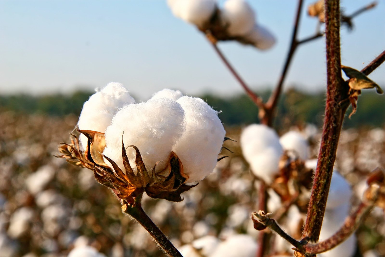 Setor agroindustrial dá passo importante para mapeamento da pegada de carbono do algodão