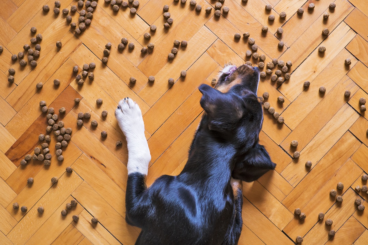 Existe um alimento ideal para cada fase do pet