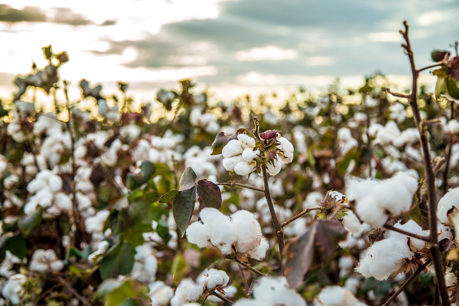 Expansão do cultivo de algodão impulsiona safra 23/24 em MT