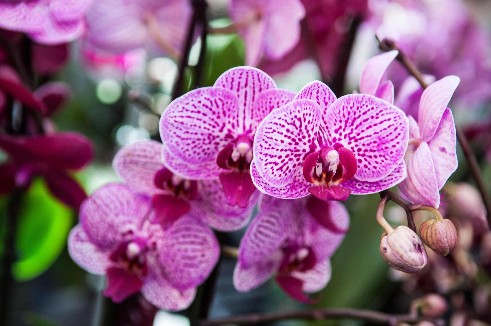 Bonito, mas muito exigente: como cuidar adequadamente de uma orquídea
