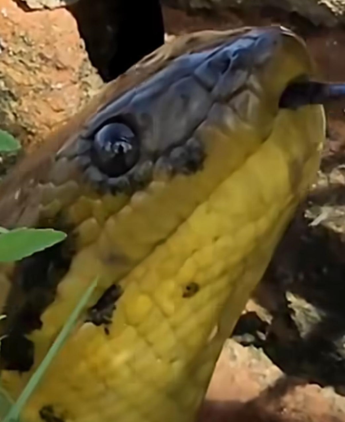 Sucuri-amarela em alerta: vídeo mostra comportamento suspeito da cobra gigante