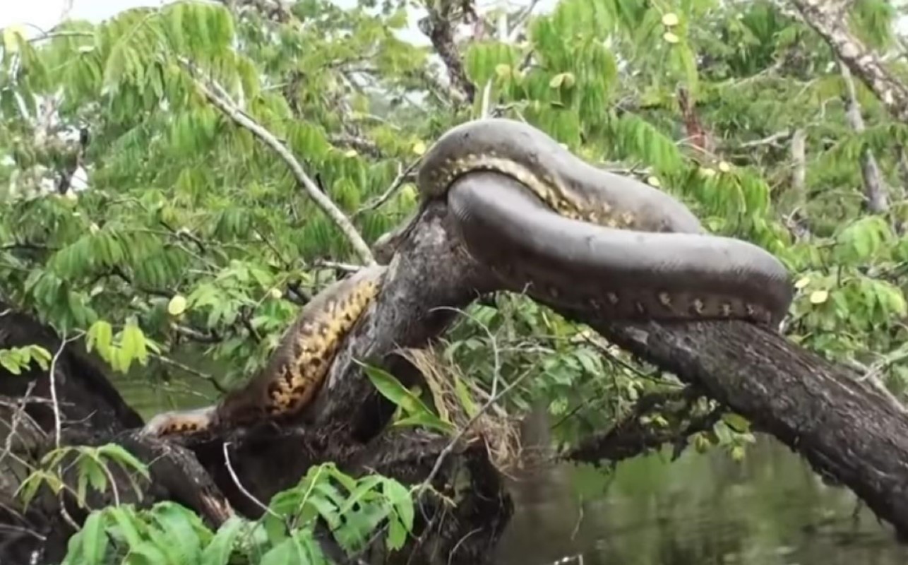 Sucuri gigante aproveita sol no Pantanal: vídeo registra momento de paz e beleza na natureza