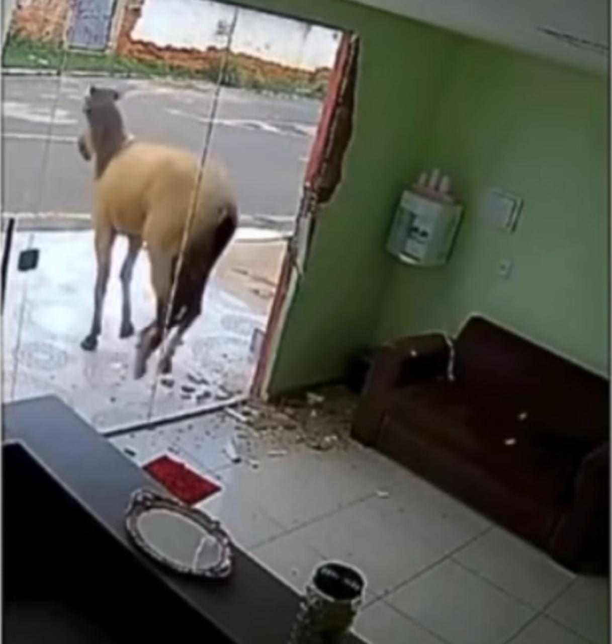 Cavalo “ataca” clínica odontológica e causa estrago: veja o vídeo!
