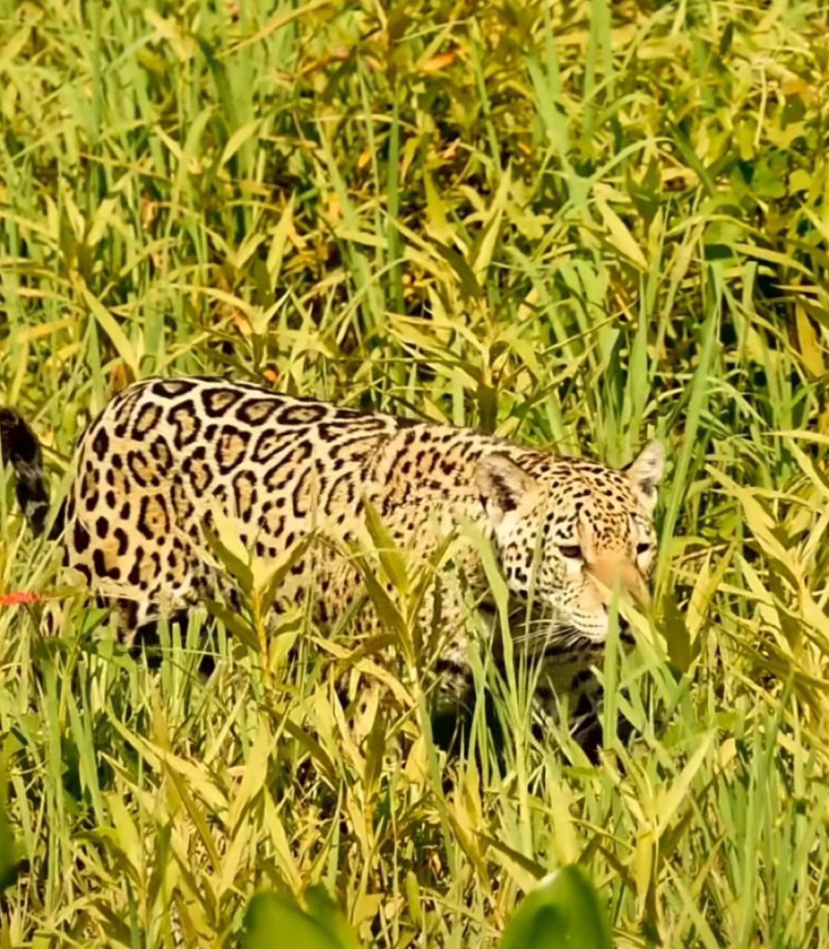 A majestade do Pantanal: Onça-pintada passeia tranquila em filmagem impressionante
