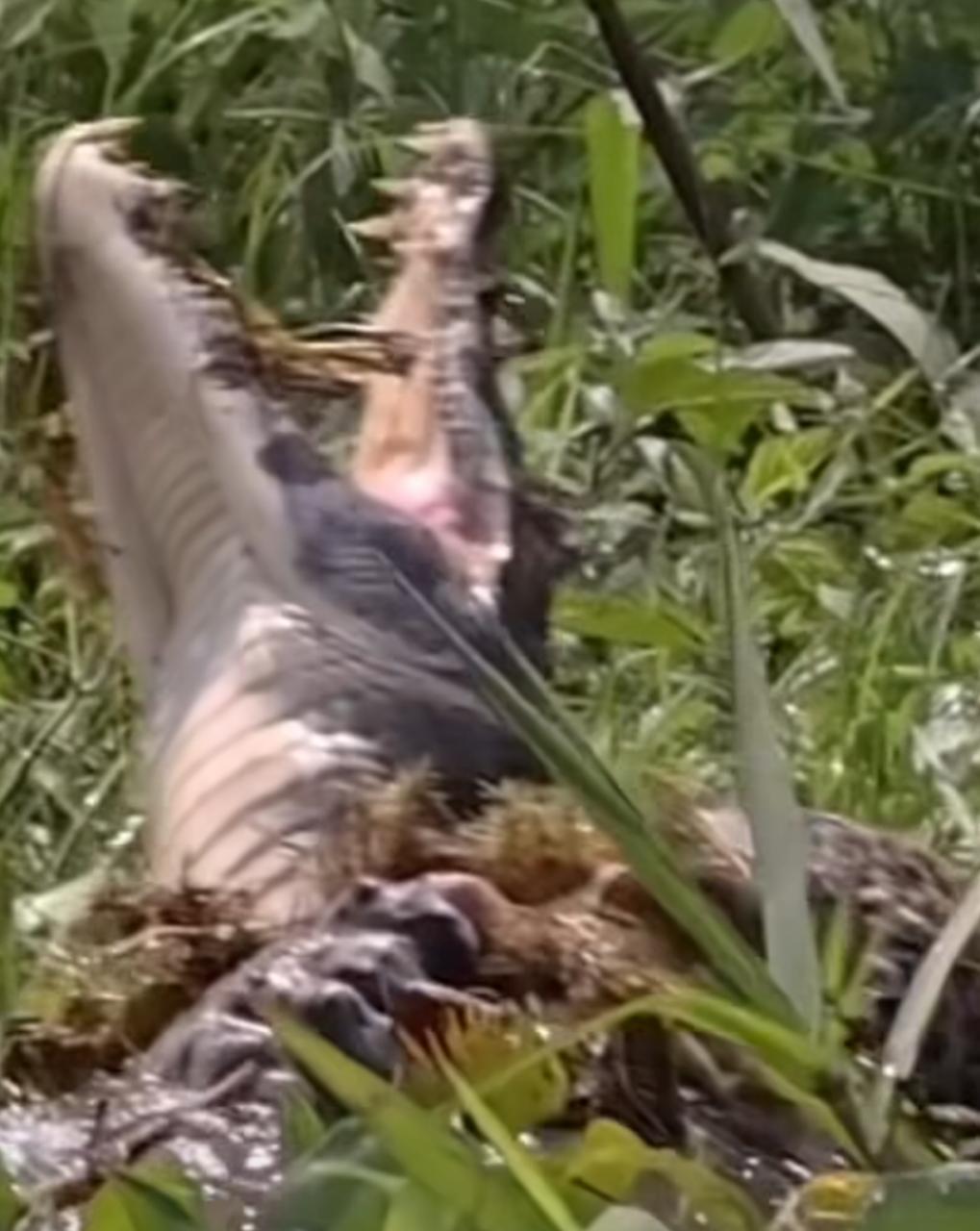 Onça-pintada versos Jacaré: Duelo épico de titãs no Pantanal