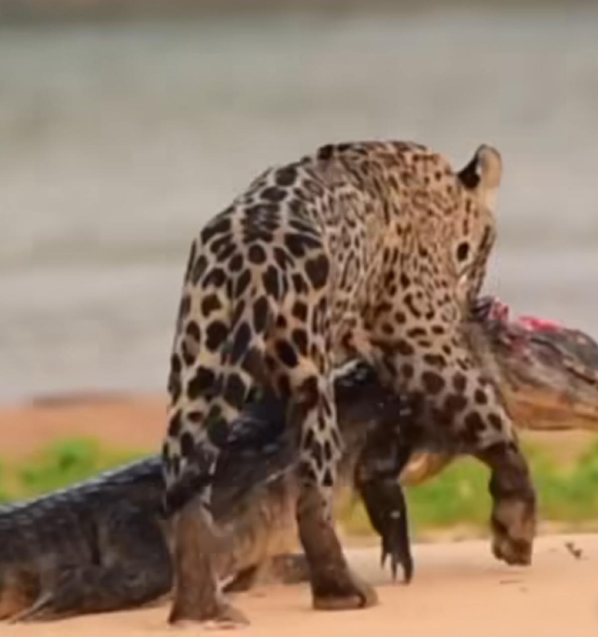 Onça-pintada vitoriosa: carrega troféu da caçada no Pantanal