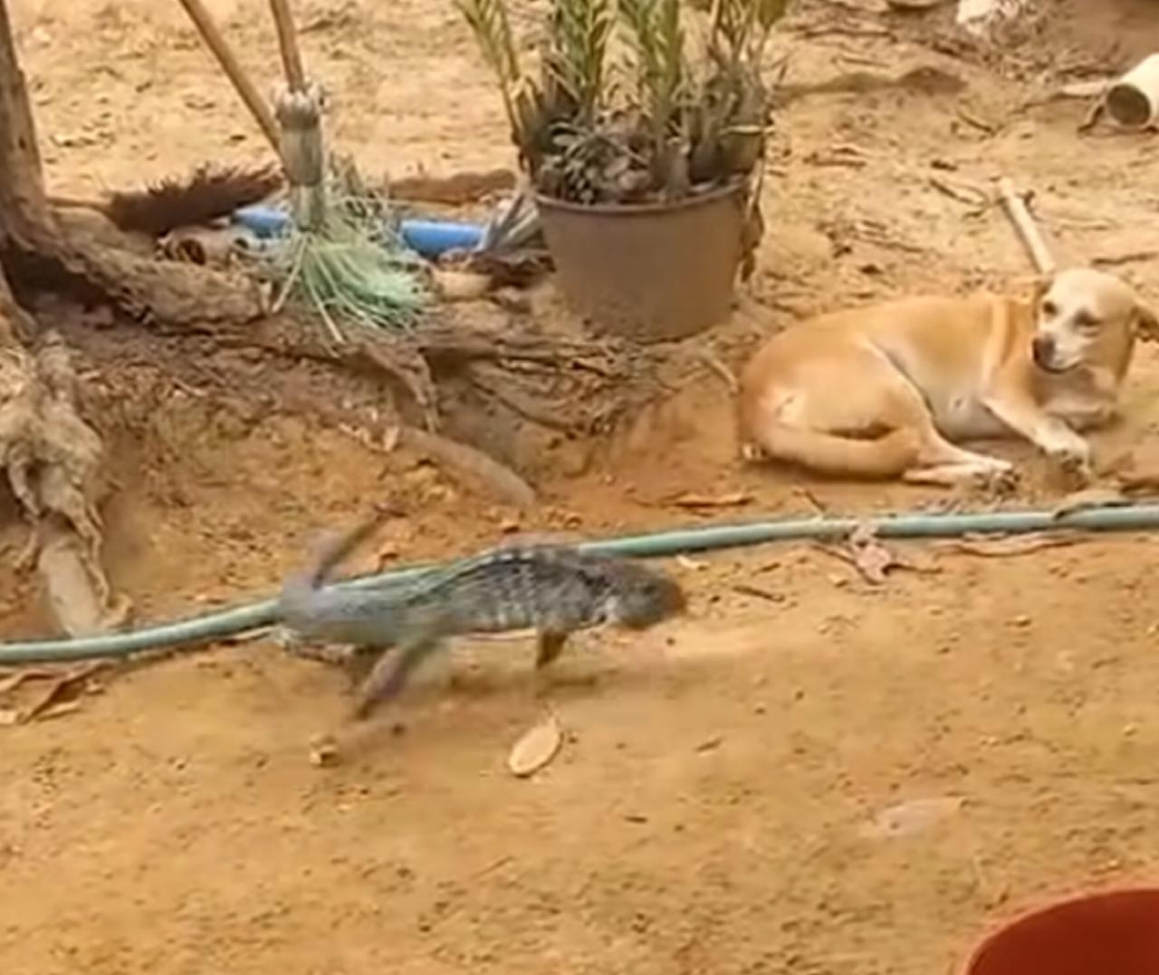 Caramelo apanha de lagarto teiú; vídeo viralizou