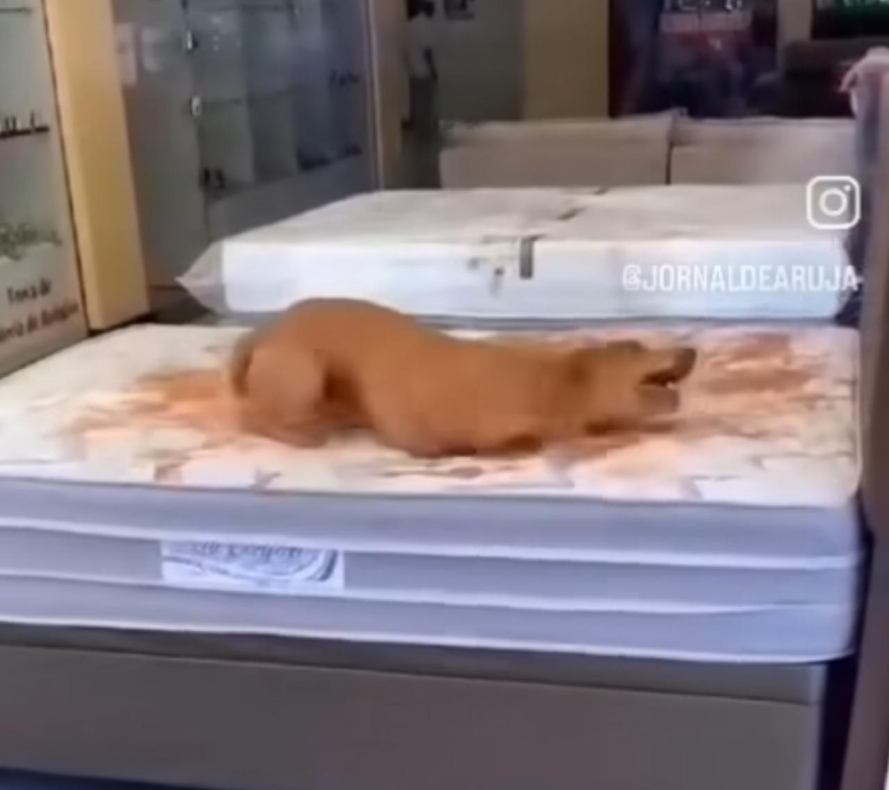Gangue do caramelo invade loja de colchões: alegria canina causa prejuízo e diversão