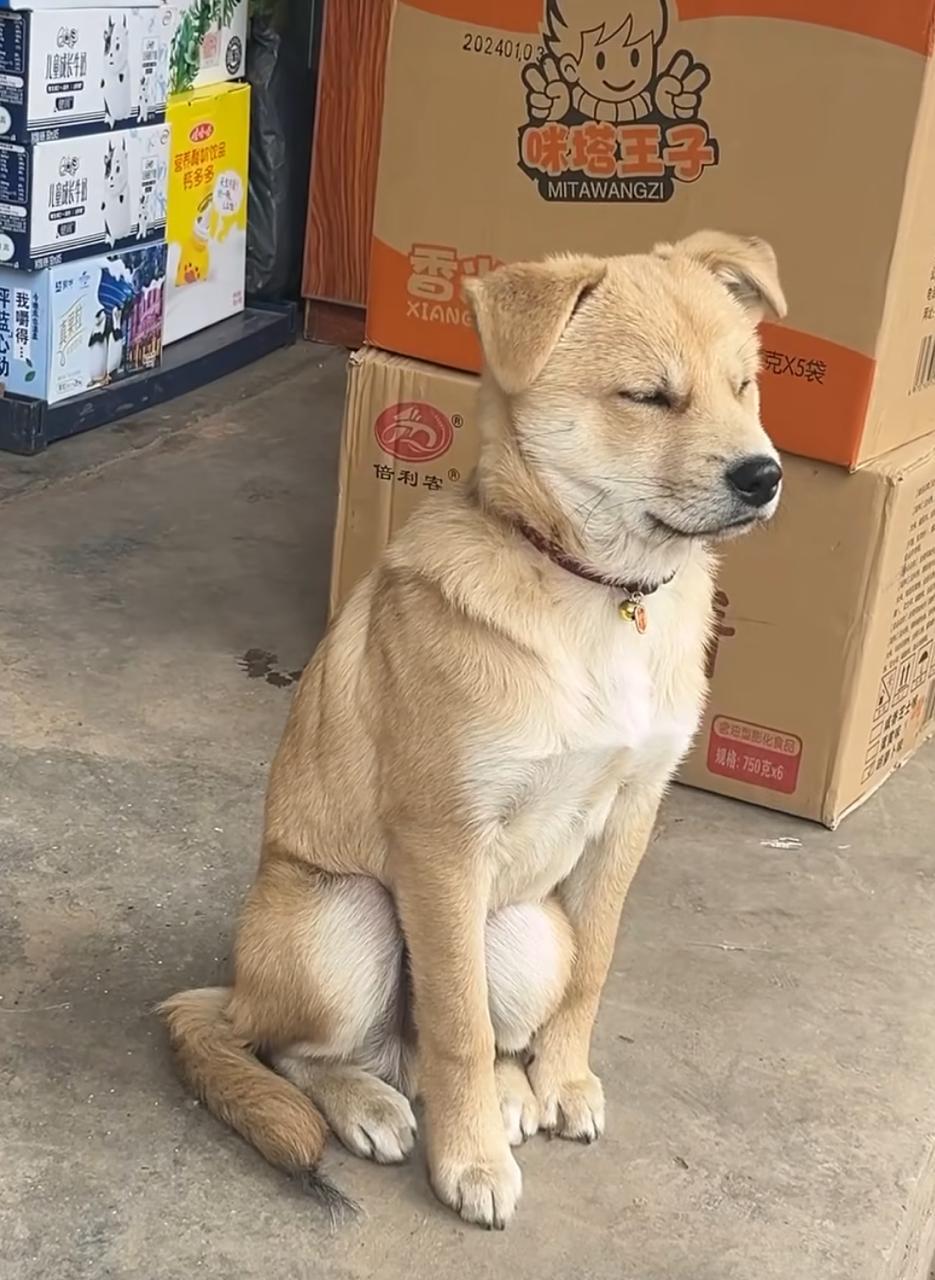 Cachorrinho luta contra o sono na porta de comércio: cena hilária viraliza