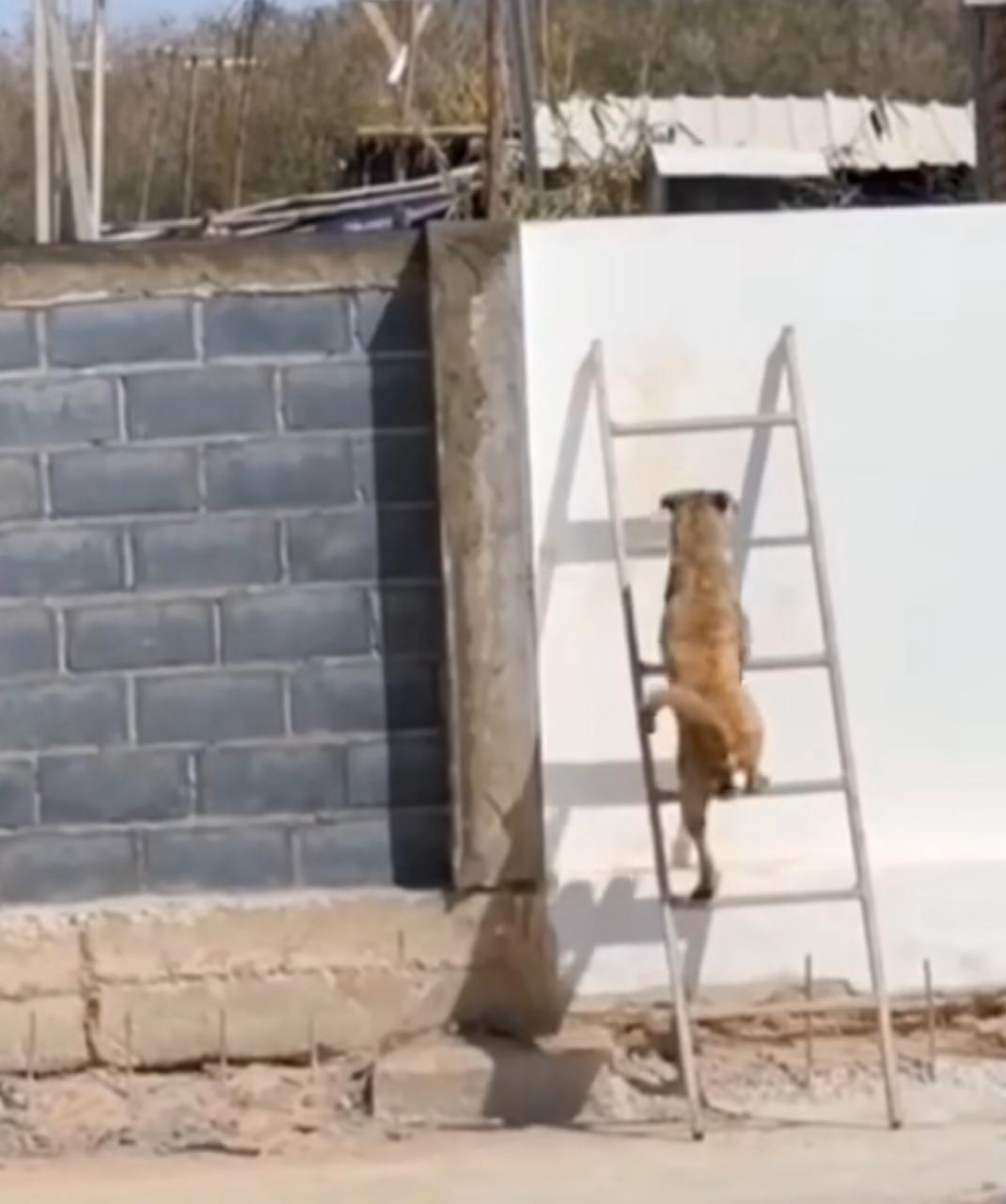 Cachorros usam escada para fugir de casa e partir em aventura