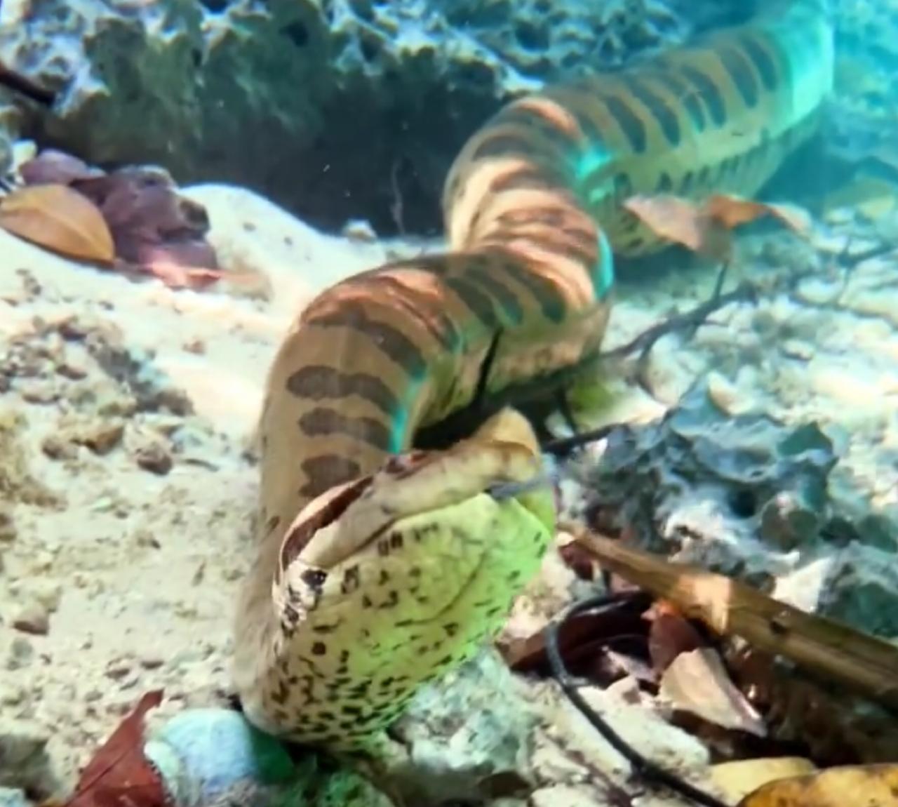 Sucuri encanta internautas com nado gracioso no Rio Formoso; verdadeiro balé subaquático