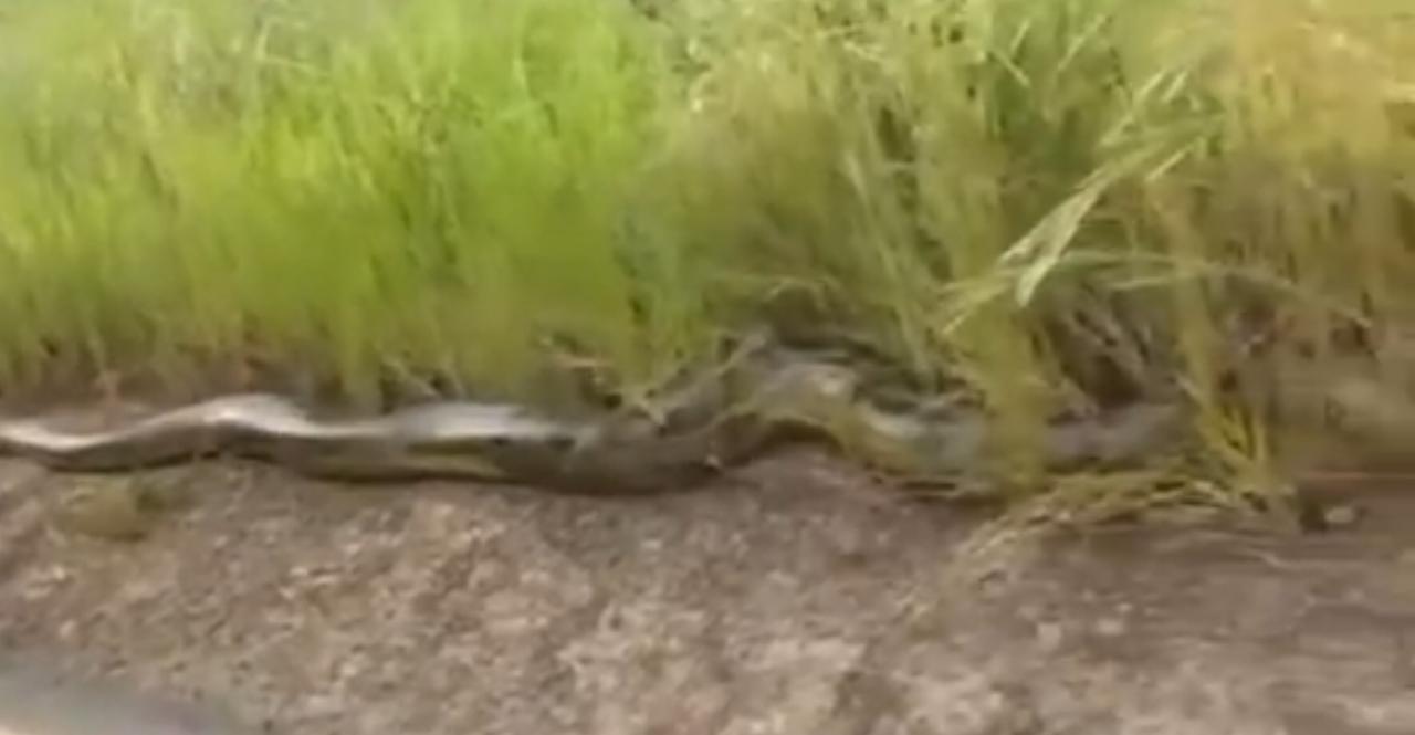 Sucuri-verde gigante impressiona motoristas em rodovia: encontro raro desperta curiosidade