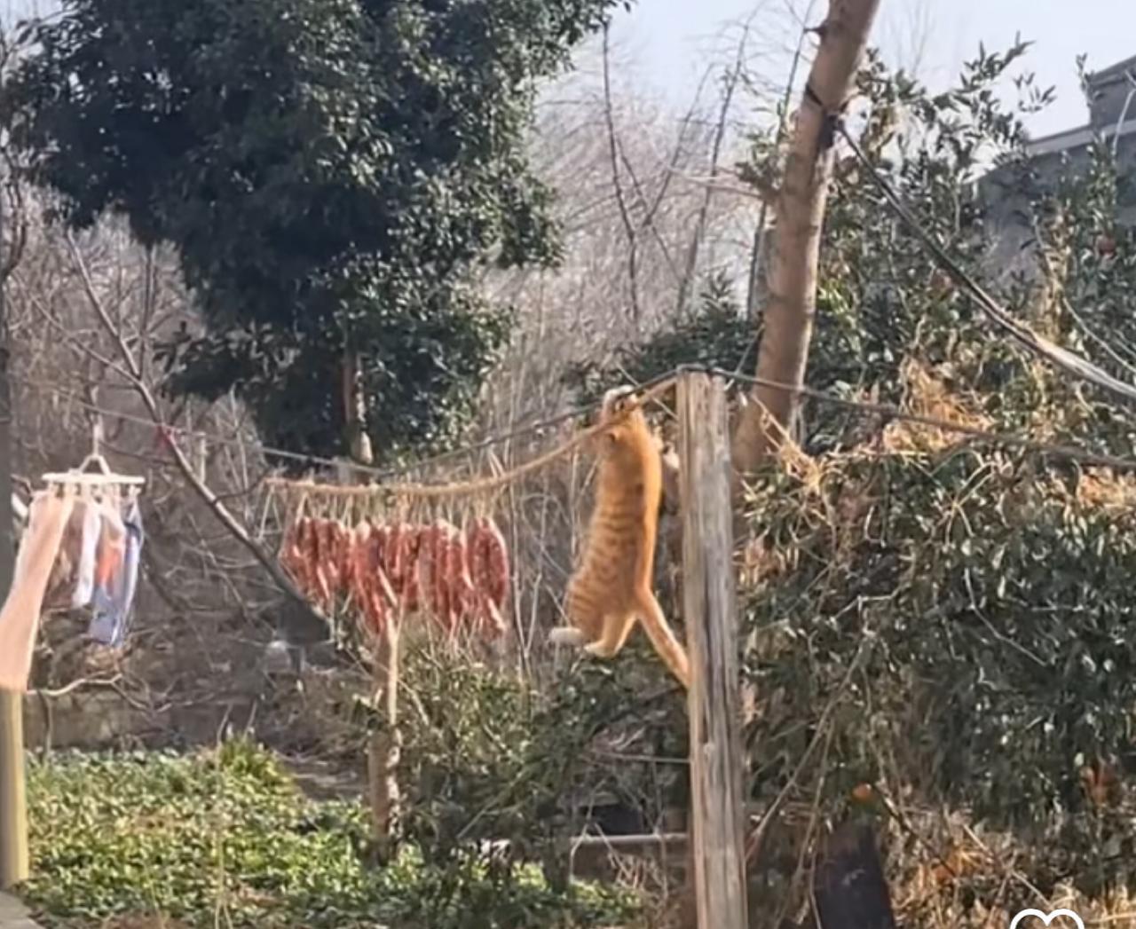 Gato malabarista rouba a cena em tentativa cômica de pegar um salame