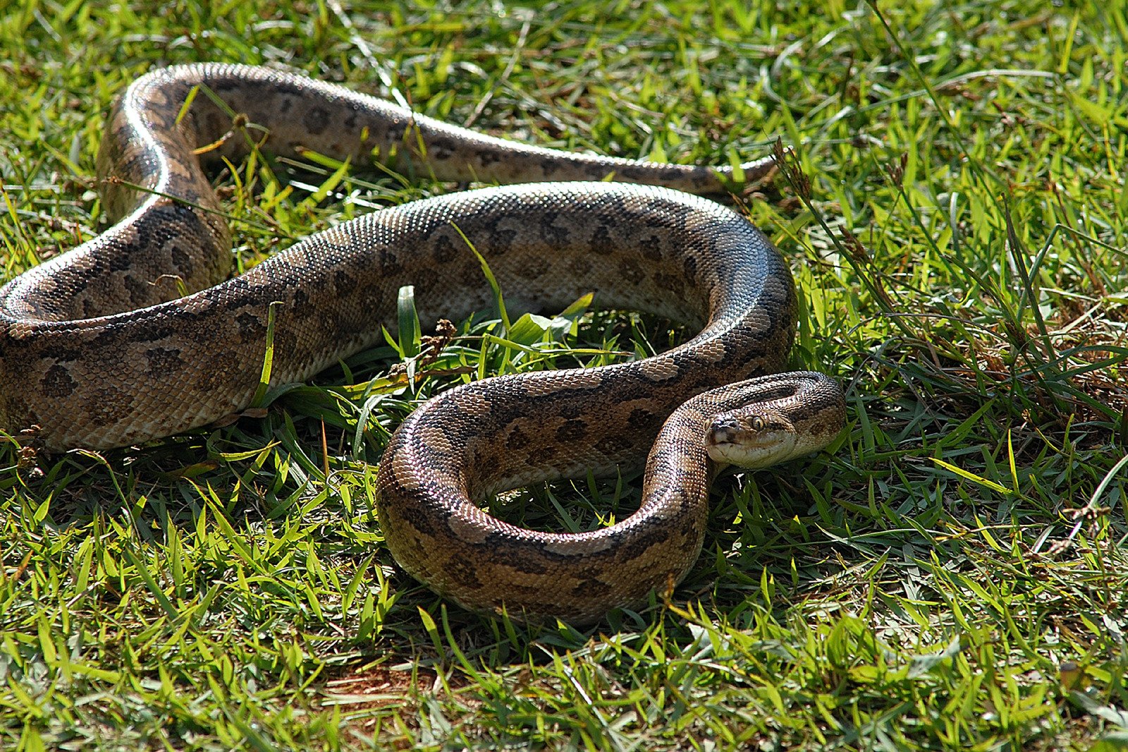 Heroína Improvável: Leitoa enfrenta cobra sucuri para salvar filhote