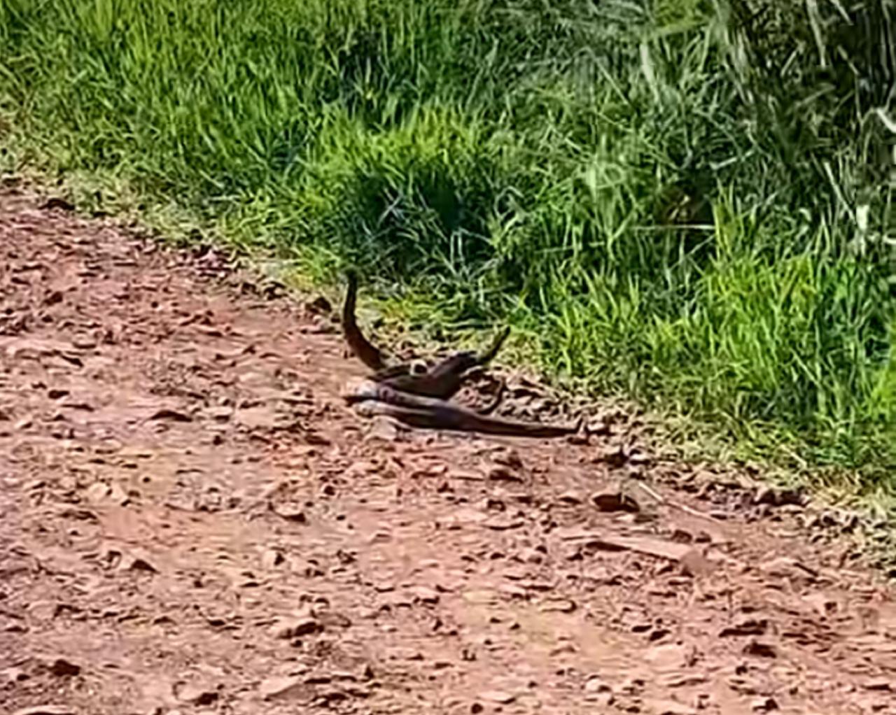 Vídeo Inédito de Casal de Cobras Cascavéis Emociona e Relembra Grande Repercussão no CenárioMT