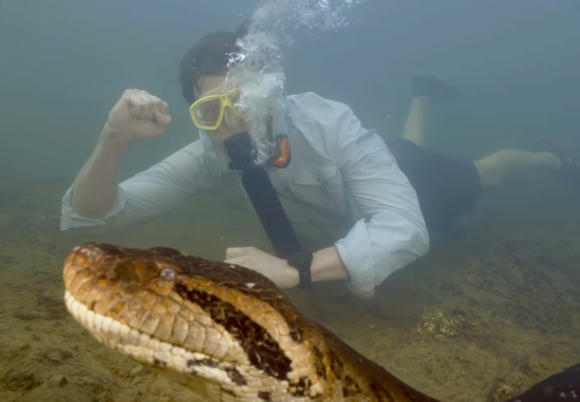 É muito grande, veja o Vídeo impressionante de anaconda maior e mais pesada do mundo