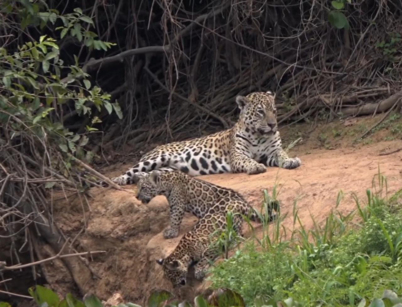 Onça-pintada e filhotes desfrutam de momento sereno no coração do Pantanal
