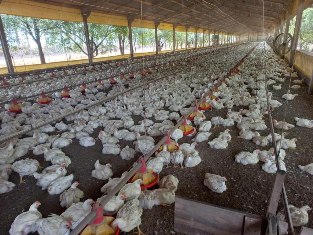 Mais de 790 milhões de animais foram movimentados em 2023 no Estado