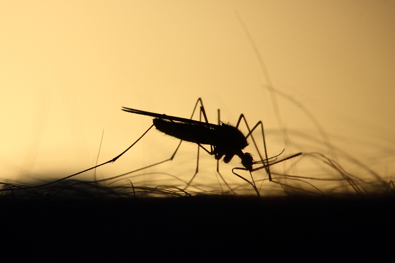 Tribunal de Contas vai cobrar de municípios de Mato Grosso notificações de casos de Dengue, Zika e Chikungunya