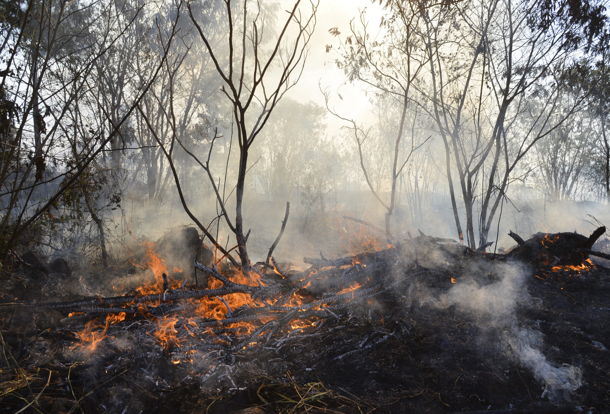 Queimadas causam prejuízos incalculáveis em Mato Grosso, afetando produção e meio ambiente