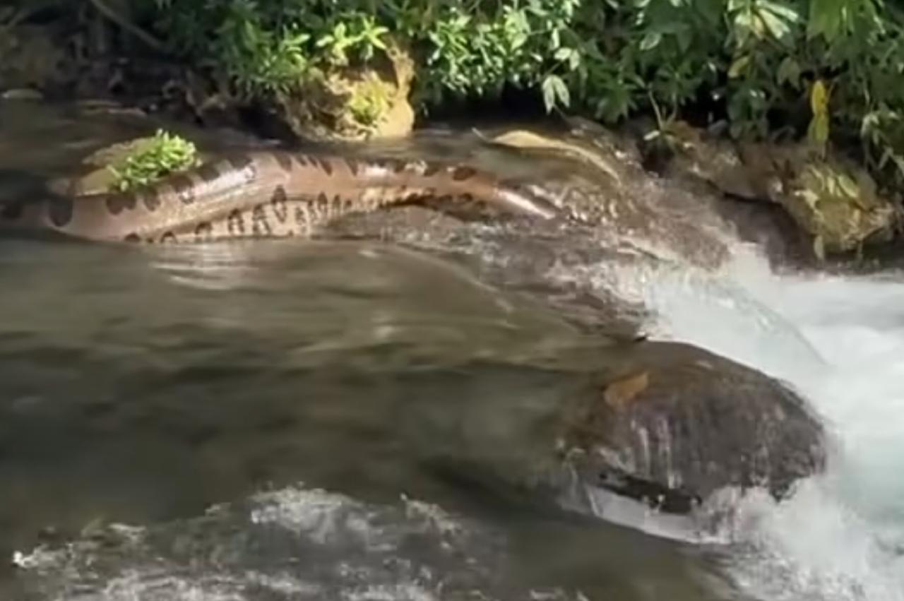 A graciosa sucuri que encantou banhistas em Mato Grosso do Sul; natureza em foco