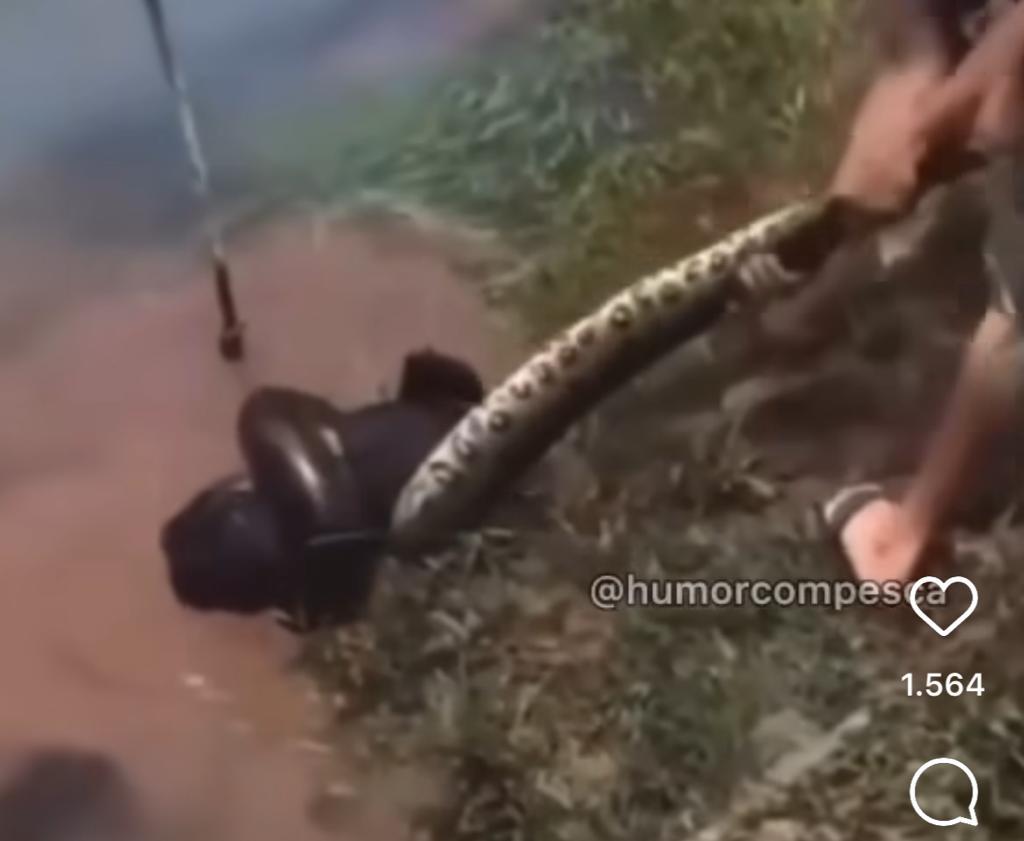 Sucuri predando cachorro em rio: Homem intervém e salva animal de estimação