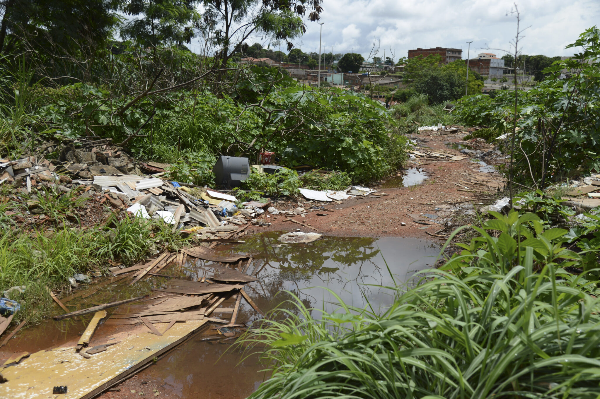 Universidade de Brasília faz pesquisas para controlar Aedes aegypti