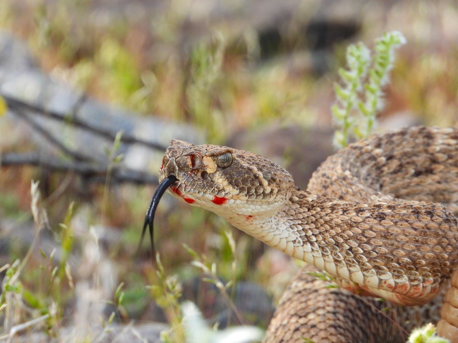 Surpresa na Roça: A Aventura da Faminta Cobra Cascavel em busca de lanche e lar!