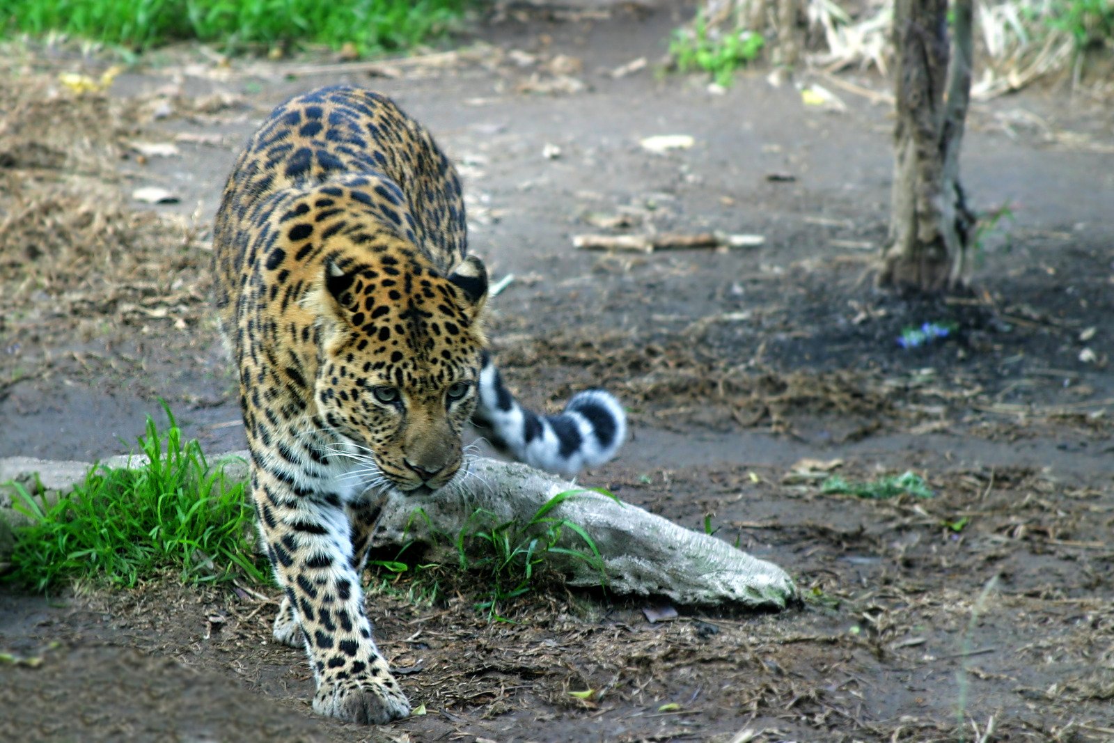 Um encontro surpreendente com um Leopardo; Veja a tranquilidade!