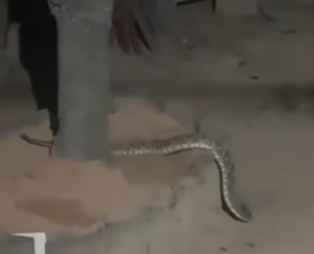 Cobra cascavel na porta de casa: encontro assustador revela importância da prevenção