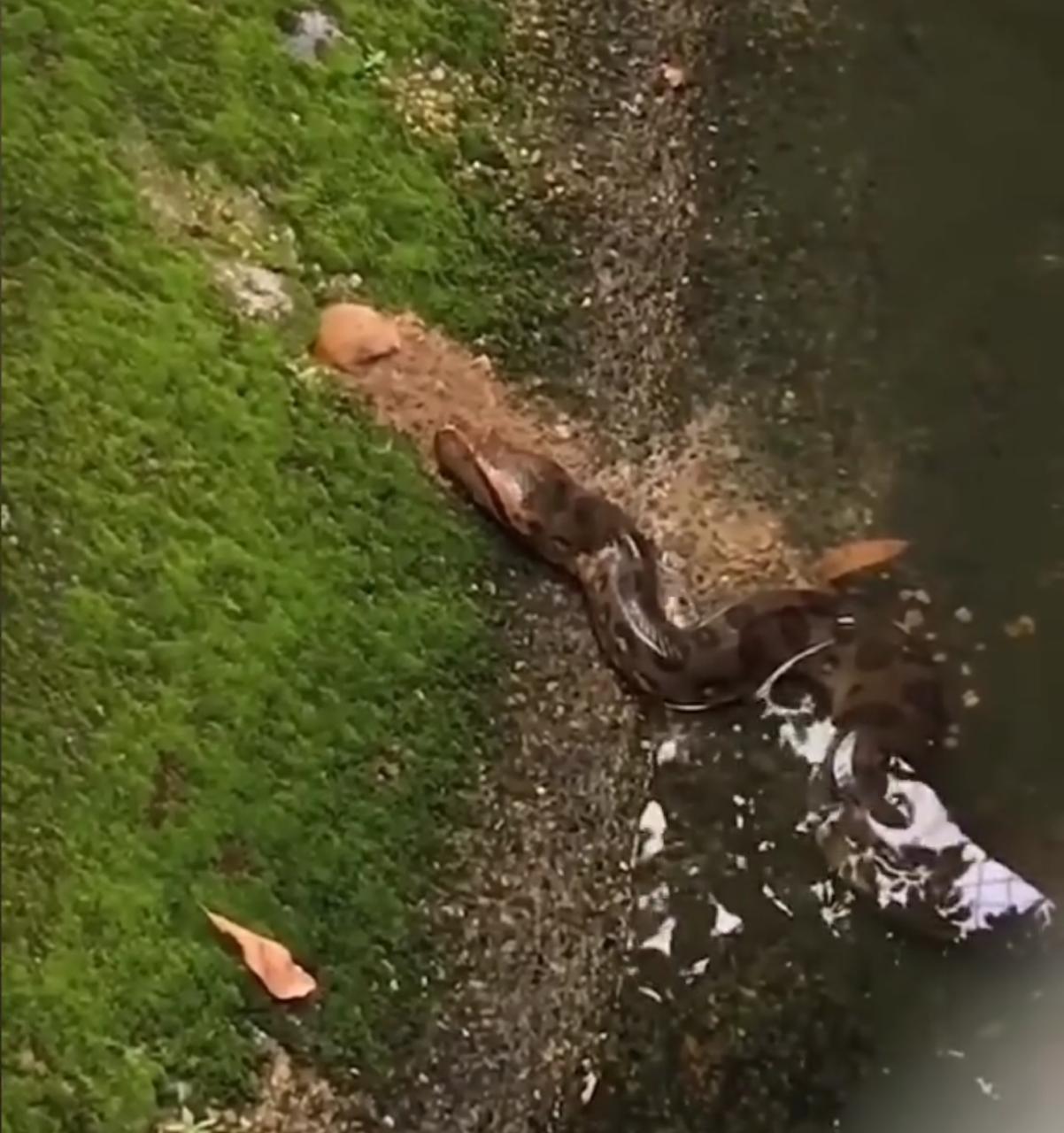 Sucuri surpreende ao capturar presa em bote preciso às margens de um rio