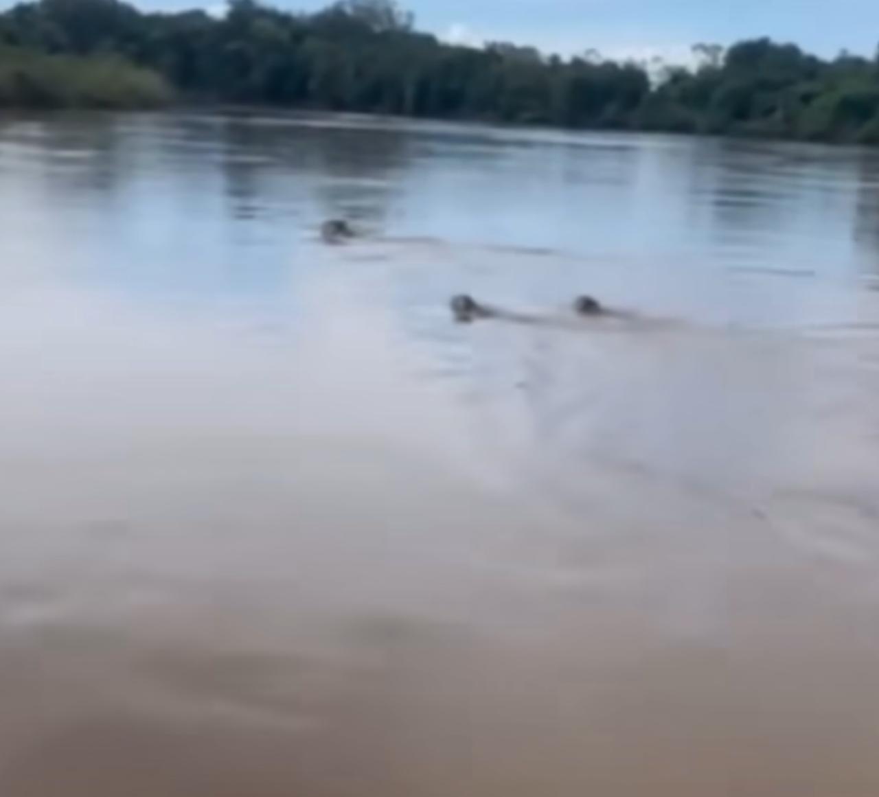 Onça-pintada e filhotes surpreendem pescadores com travessia de rio no pantanal