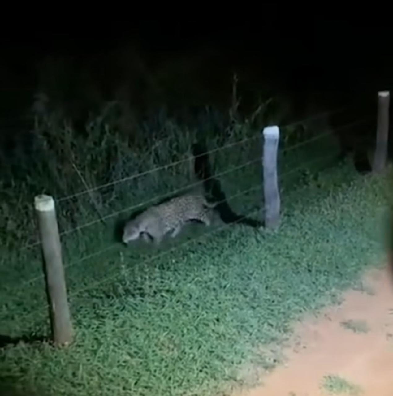 O passeio noturno de uma onça-pintada em busca de aventura