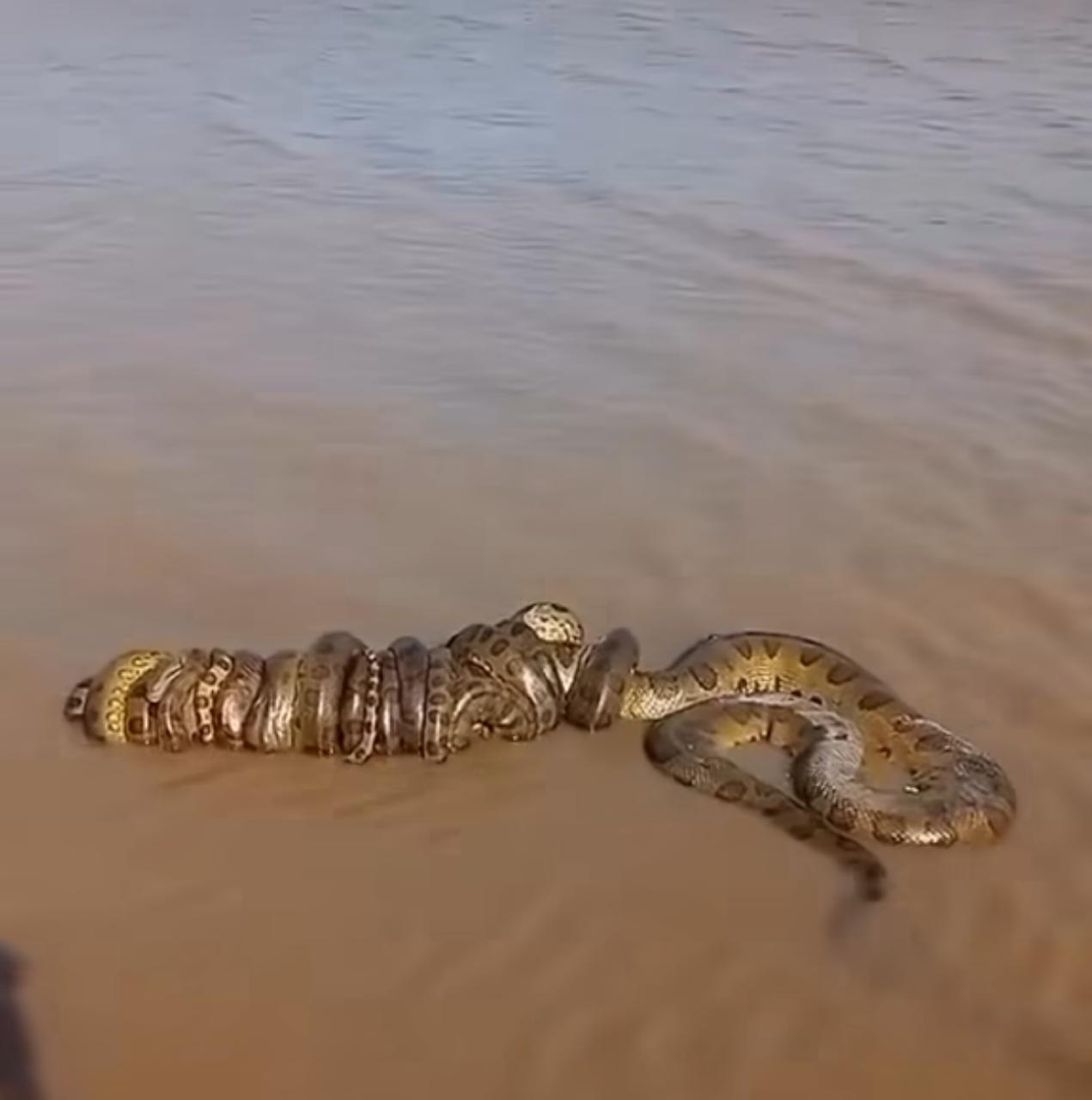 O Fascinante ritual de acasalamento das sucuris: enrolados em amor